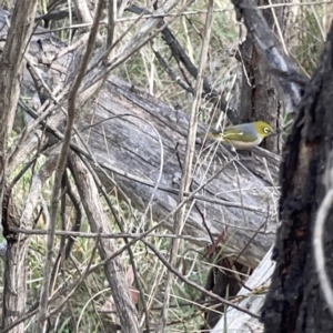 Zosterops lateralis at O'Connor, ACT - 29 Oct 2023