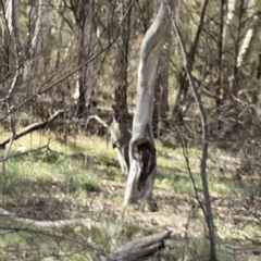 Notamacropus rufogriseus (Red-necked Wallaby) at Bruce Ridge - 29 Oct 2023 by Hejor1