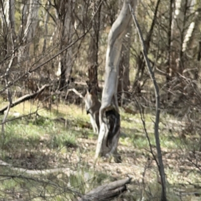 Notamacropus rufogriseus (Red-necked Wallaby) at Bruce Ridge - 29 Oct 2023 by Hejor1