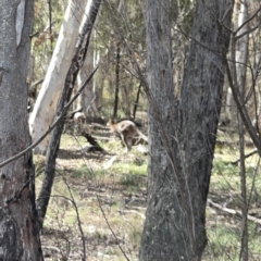 Notamacropus rufogriseus at O'Connor, ACT - 29 Oct 2023