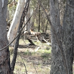 Notamacropus rufogriseus at O'Connor, ACT - 29 Oct 2023