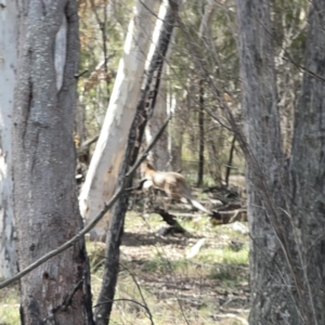 Notamacropus rufogriseus at O'Connor, ACT - 29 Oct 2023