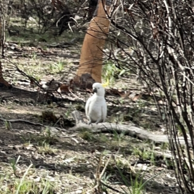 Cacatua galerita (Sulphur-crested Cockatoo) at Bruce Ridge - 29 Oct 2023 by Hejor1