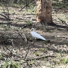 Cacatua galerita at O'Connor, ACT - 29 Oct 2023