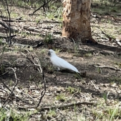 Cacatua galerita at O'Connor, ACT - 29 Oct 2023