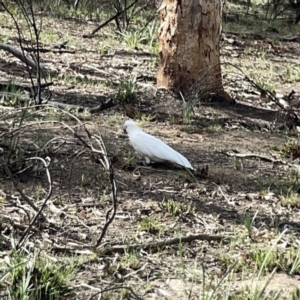 Cacatua galerita at O'Connor, ACT - 29 Oct 2023 04:09 PM