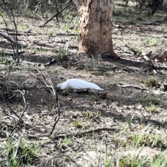 Cacatua galerita at O'Connor, ACT - 29 Oct 2023 04:09 PM