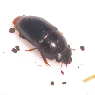 Nitidulidae sp. (family) (Sap beetle) at Bruce Ridge - 28 Oct 2023 by ConBoekel