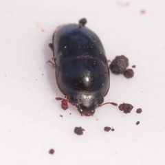 Nitidulidae sp. (family) at Bruce Ridge to Gossan Hill - 29 Oct 2023 10:01 AM