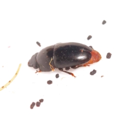 Nitidulidae sp. (family) at Bruce Ridge to Gossan Hill - 29 Oct 2023 10:01 AM