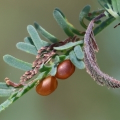 Unidentified Acacia Gall at Bandiana, VIC - 27 Oct 2023 by KylieWaldon