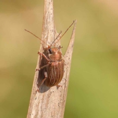 Edusella lineata (Leaf beetle) at Bruce Ridge to Gossan Hill - 29 Oct 2023 by ConBoekel