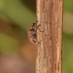 Edusella lineata at Bruce, ACT - 29 Oct 2023 11:03 AM