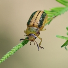 Calomela vittata (Acacia leaf beetle) at Wodonga - 27 Oct 2023 by KylieWaldon