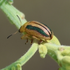 Calomela vittata at Bandiana, VIC - 28 Oct 2023