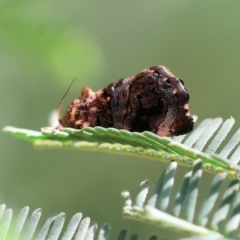 Hypertropha tortriciformis (A Gelechioid moth) at Bandiana, VIC - 28 Oct 2023 by KylieWaldon