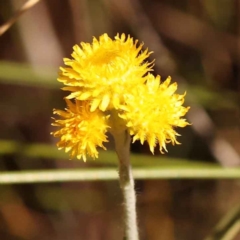 Chrysocephalum apiculatum (Common Everlasting) at Bruce, ACT - 29 Oct 2023 by ConBoekel