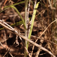 Chrysocephalum apiculatum at Bruce, ACT - 29 Oct 2023 11:15 AM