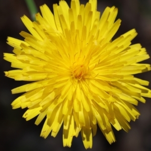 Hypochaeris radicata at Bandiana, VIC - 28 Oct 2023 10:00 AM
