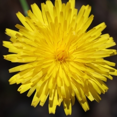 Hypochaeris radicata (Cat's Ear, Flatweed) at Bandiana, VIC - 27 Oct 2023 by KylieWaldon