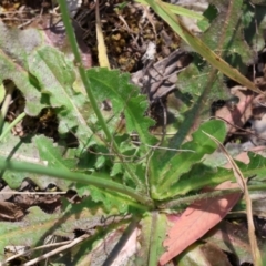 Hypochaeris radicata at Bandiana, VIC - 28 Oct 2023 10:00 AM