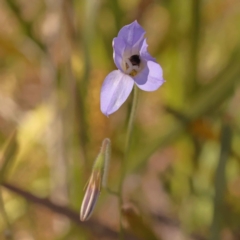 Wahlenbergia sp. (Bluebell) at Bruce Ridge - 28 Oct 2023 by ConBoekel
