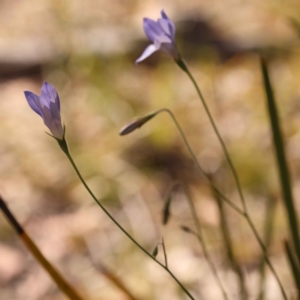 Wahlenbergia sp. at Bruce, ACT - 29 Oct 2023