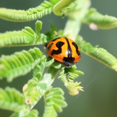 Peltoschema oceanica (Oceanica leaf beetle) at Bandiana, VIC - 28 Oct 2023 by KylieWaldon