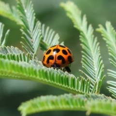 Harmonia conformis (Common Spotted Ladybird) at Bandiana, VIC - 28 Oct 2023 by KylieWaldon