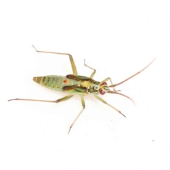 Rayieria sp. (genus) (Mirid plant bug) at Bruce, ACT - 29 Oct 2023 by ConBoekel