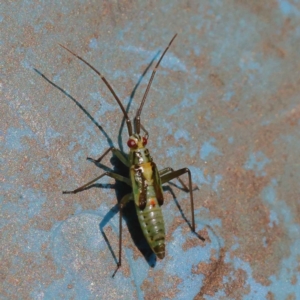 Rayieria sp. (genus) at Bruce, ACT - 29 Oct 2023