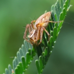 Oxyopes sp. (genus) (Lynx spider) at Wodonga - 27 Oct 2023 by KylieWaldon