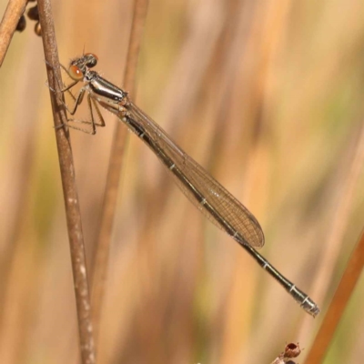 Austroagrion watsoni (Eastern Billabongfly) at Bruce, ACT - 29 Oct 2023 by ConBoekel