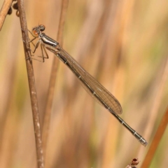Unidentified Damselfly (Zygoptera) at Bruce, ACT - 28 Oct 2023 by ConBoekel