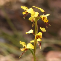 Diuris sulphurea (Tiger Orchid) at Bruce, ACT - 29 Oct 2023 by ConBoekel