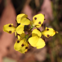 Diuris sulphurea at Bruce, ACT - 29 Oct 2023