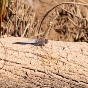 Orthetrum caledonicum at Bruce Ridge to Gossan Hill - 29 Oct 2023 10:23 AM