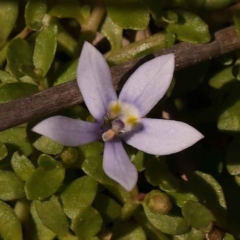 Isotoma fluviatilis subsp. australis (Swamp Isotome) at Bruce Ridge to Gossan Hill - 29 Oct 2023 by ConBoekel