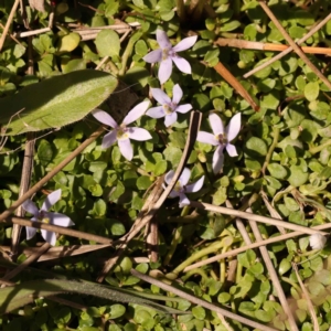 Isotoma fluviatilis subsp. australis at Bruce, ACT - 29 Oct 2023