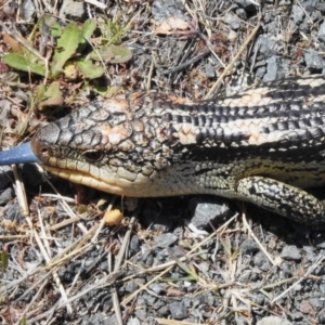 Tiliqua nigrolutea at Paddys River, ACT - 29 Oct 2023 12:40 PM