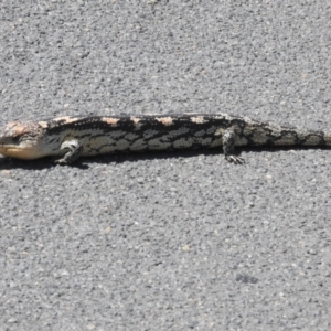 Tiliqua nigrolutea at Paddys River, ACT - 29 Oct 2023 12:40 PM