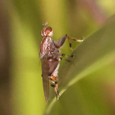 Tapeigaster nigricornis (Striped Sun Fly) at Bruce, ACT - 29 Oct 2023 by ConBoekel