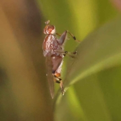 Tapeigaster nigricornis at Bruce, ACT - 29 Oct 2023