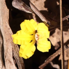 Goodenia hederacea subsp. hederacea (Ivy Goodenia, Forest Goodenia) at Bruce, ACT - 29 Oct 2023 by ConBoekel