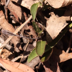 Goodenia hederacea subsp. hederacea at Bruce, ACT - 29 Oct 2023 10:54 AM