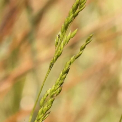 Poa sp. CNM1 (under review, formerly Poa meionectes) (Snow Grass) at Bruce Ridge to Gossan Hill - 29 Oct 2023 by ConBoekel