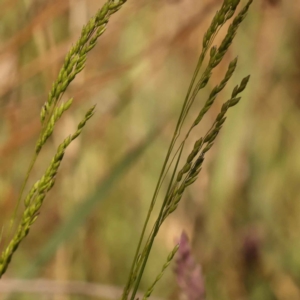 Poa sp. CNM1 (under review, formerly Poa meionectes) at Bruce Ridge to Gossan Hill - 29 Oct 2023 11:11 AM