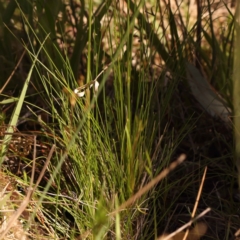 Poa sp. CNM1 (under review, formerly Poa meionectes) at Bruce Ridge to Gossan Hill - 29 Oct 2023 11:11 AM