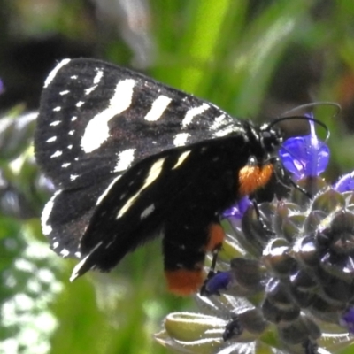 Phalaenoides tristifica (Willow-herb Day-moth) at Namadgi National Park - 28 Oct 2023 by JohnBundock