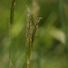 Anthoxanthum odoratum (Sweet Vernal Grass) at Bruce Ridge - 29 Oct 2023 by ConBoekel